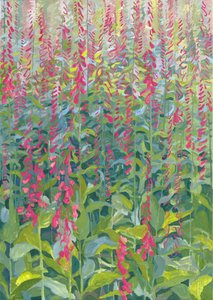 Foxgloves, 2014